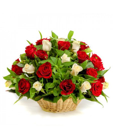 № 7 корзина из 29-ти элитных роз двух цветов  (красная и светлая ) с зеленью 